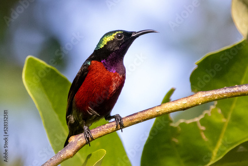 Beautiful bird in Asian, It is a kind of bird found in Thailand.