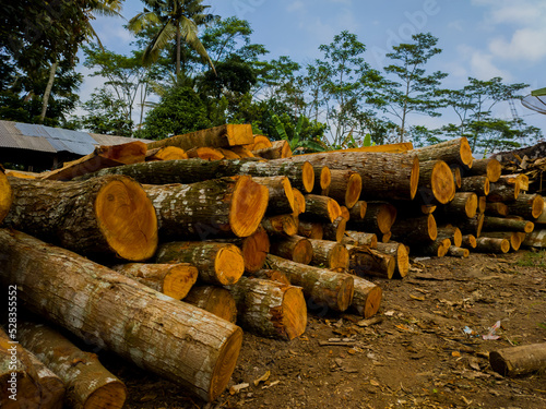 pile of logs at the sawmill