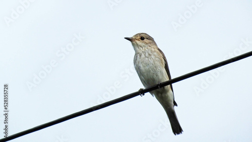 Spotted flycatcher sitting on a gatepost in the UK © peter