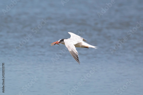 An Elegant Tern flying hunting for fish