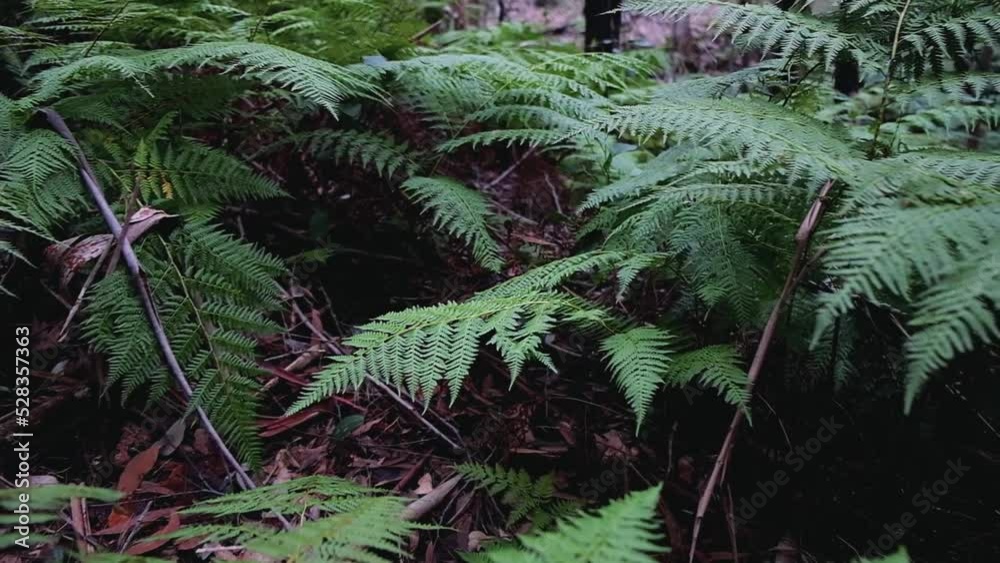 Ferns growing in the Blue Mountains National Park NSW Australia. You're slowly moving over lush green fern fronds Ferns growing in the Blue Mountains National Park NSW Australia. You're slowly moving over lush green fern fronds