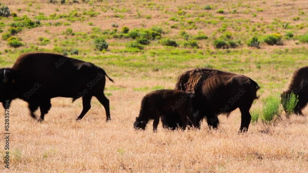 Lockdown Shot Of American Bison And Calf Grazing Together On Sunny Day - Telluride, Colorado Lockdown Shot Of American Bison And Calf Grazing Together On Sunny Day - Telluride, Colorado