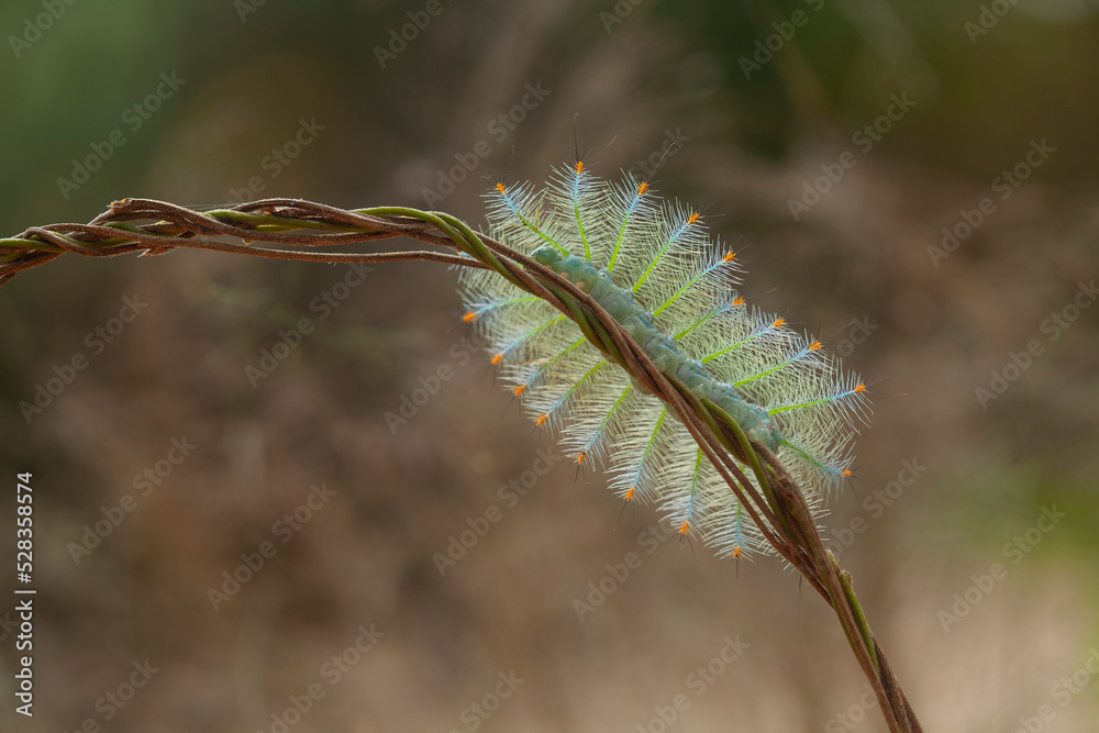 Fototapeta premium Hairy Caterpillar on Unique Branch