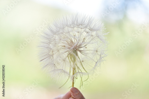 A large white ball of dandelion in hand against the sky. High quality photo