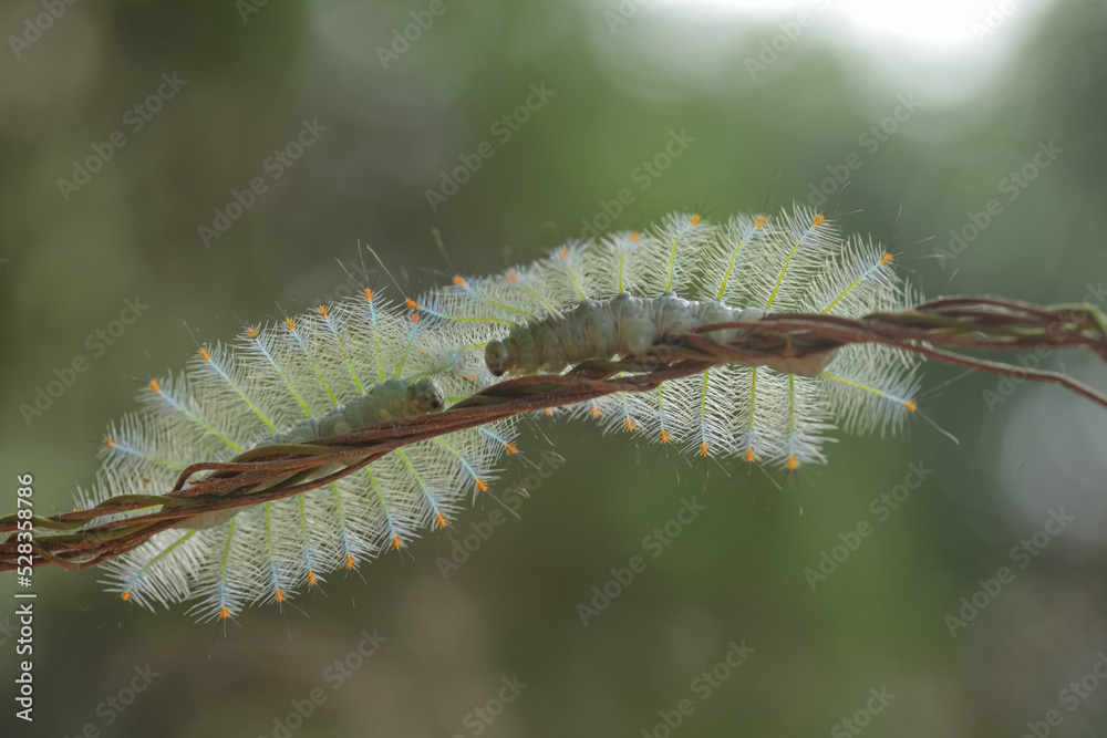 Hairy Caterpillar on Unique Branch