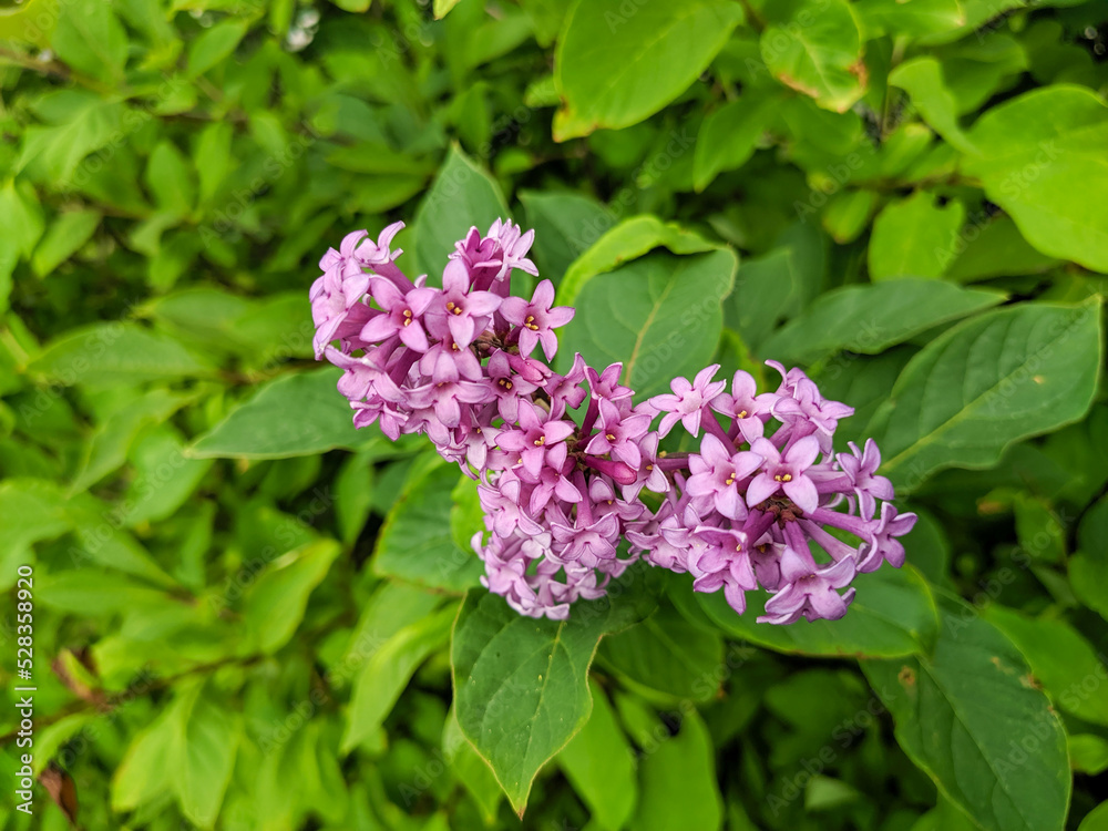 View of vibrant lilac flowers and green foliage on a bright sunny day View of vibrant lilac flowers and green foliage on a bright sunny day