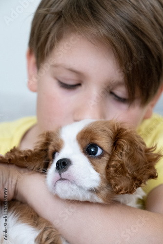 Boy holding a puppy Cavalier King Charles Spaniel Blenheim. Close up portrait of Cute dog puppy. Copy space