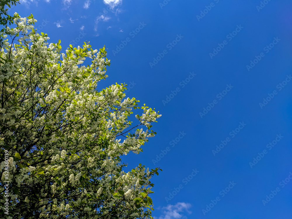 Beautiful bright flowering bird cherry tree with white flowers against a blue sky Beautiful bright flowering bird cherry tree with white flowers against a blue sky