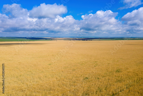 Aerial view of wheat field on sunny summer day.