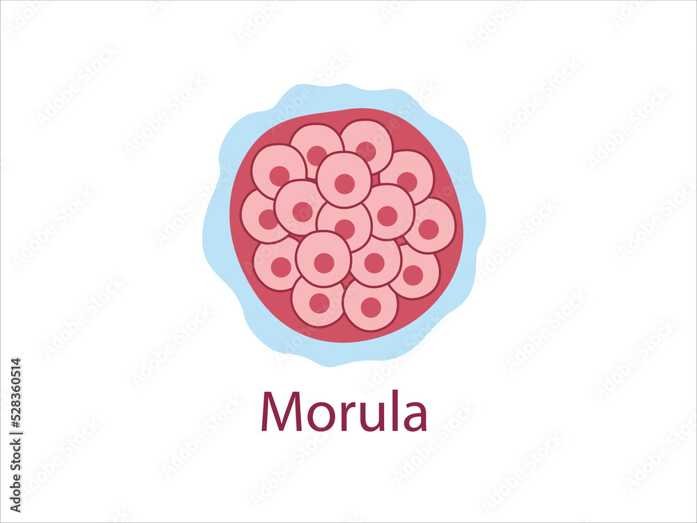 Morula. The Embryo cell of 16 blastomeres in a solid ball contained within the zona pellucida. 
The Stage of segmentation of a fertilized ovum. Human embryo. Vector medical illustration. 
 - obrazy, fototapety, plakaty 