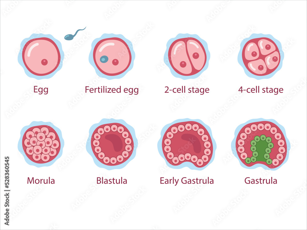 morula blastula gastrula