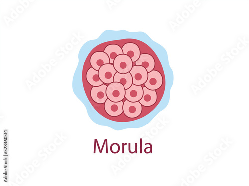 Morula. The Embryo cell of 16 blastomeres in a solid ball contained within the zona pellucida. 
The Stage of segmentation of a fertilized ovum. Human embryo. Vector medical illustration. 
