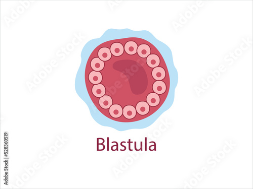 Blastula. The cells surrounding a cavity blastocoele. The stage of segmentation of a fertilized ovum. 
Human embryonic development. Vector medical illustration.
