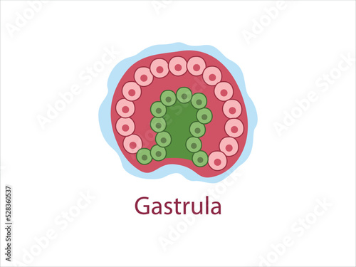 Gastrula. The cells of endoderm and ectoderm. The stage of segmentation of a fertilized ovum. 
Human embryonic development. Vector medical illustration.

