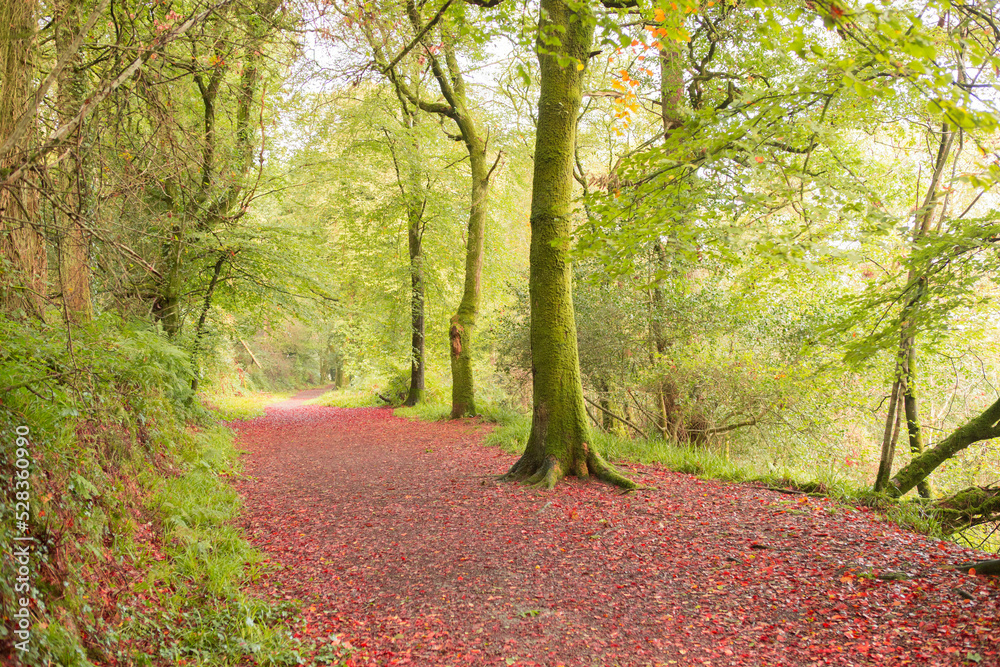 Fototapeta premium Peaceful autumn scene in forest