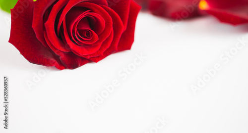 Fototapeta Naklejka Na Ścianę i Meble -  Close-up of red rose