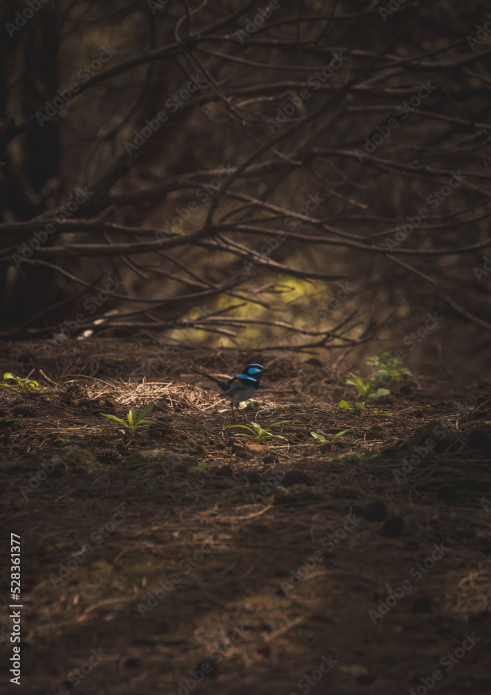 Bird in the woods Bird in the woods
