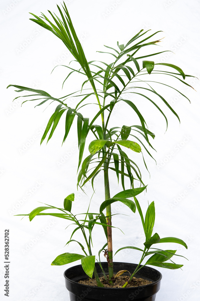 Obraz premium house plant decor in isolated white background. tropical floral for home interior in minimalist design