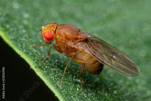 Tropical Fruit Fly Drosophila Diptera Parasite Insect Pest on Vegetable Leaf Macro © nechaevkon