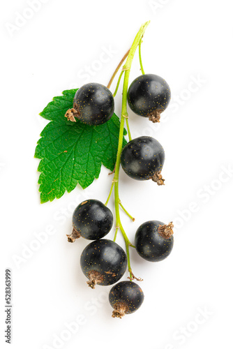 branch of fresh blackcurrant with leaves on a white background
