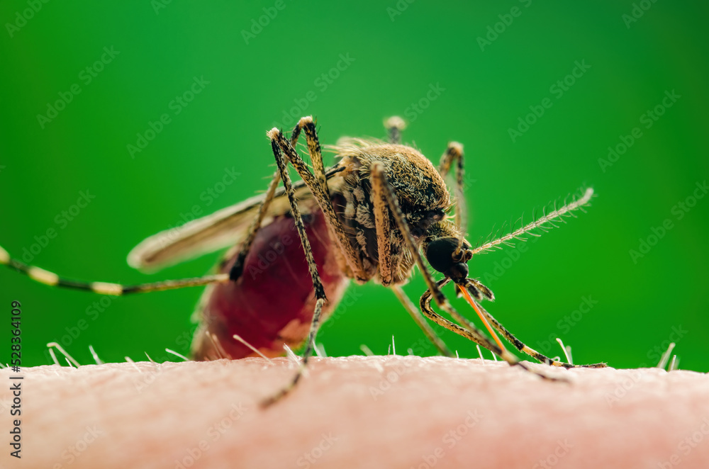 Fototapeta premium Dangerous Zika Infected Mosquito Skin Bite. Leishmaniasis, Encephalitis, Yellow Fever, Dengue, Malaria Disease, Mayaro or Zika Virus Infectious Culex Mosquito Parasite Insect Macro.