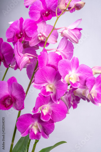 Blooming Bunch of Pink orchid isolated on white background.