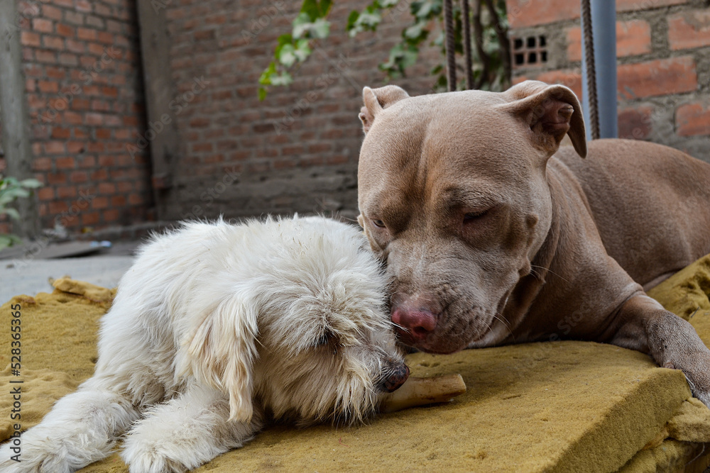 Two dogs of different breeds living together and sharing a bone. Concept of abandonment, rescue or adoption. Two dogs of different breeds living together and sharing a bone. Concept of abandonment, rescue or adoption.