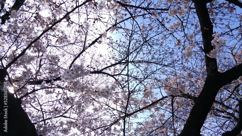 Sakura Sky
