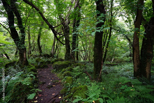 old path through mossy rocks and trees