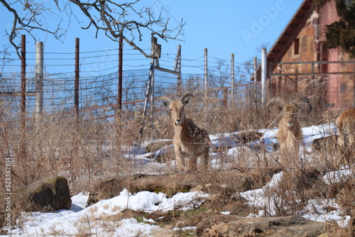 Photography aoudad barbary sheep
