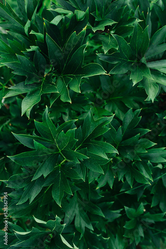 Keen sharp bush leaves of dark green color. Side view. Plant texture