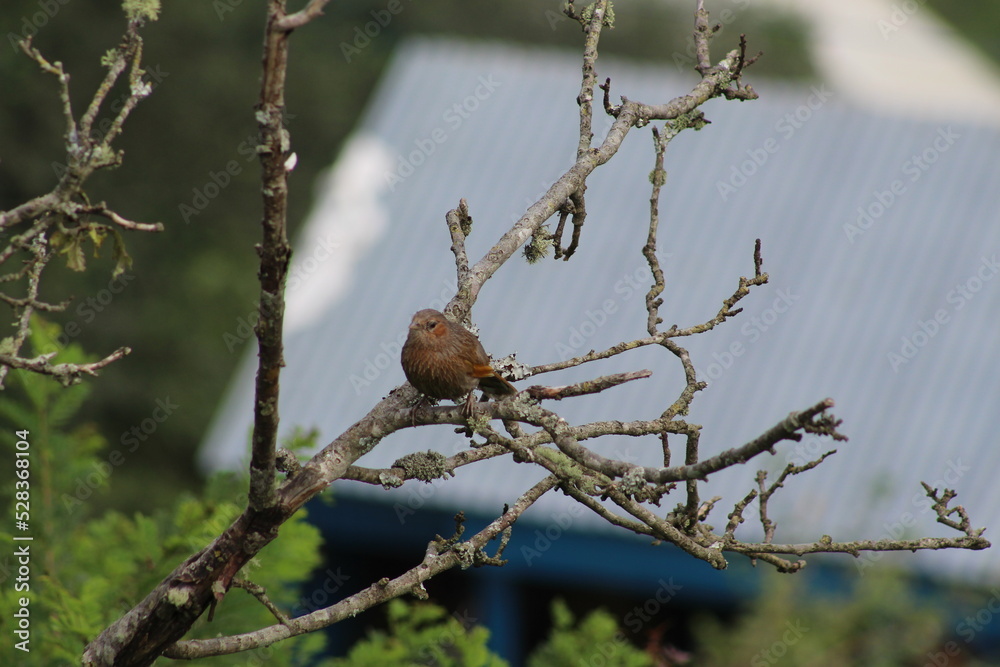 sparrow on a branch sparrow on a branch