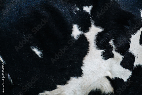 Cow hide texture. It has a black color with white spots.
