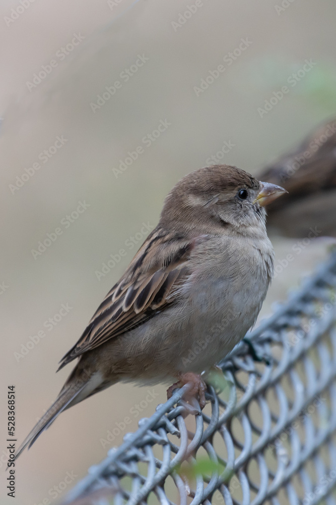 A sparrow sitting on a metal fence A sparrow sitting on a metal fence