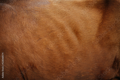 Bright brown cow hide texture. It has uniform color © zzzdim