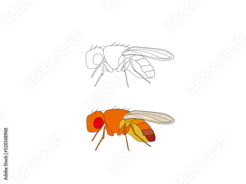 ショウジョウバエのイラスト