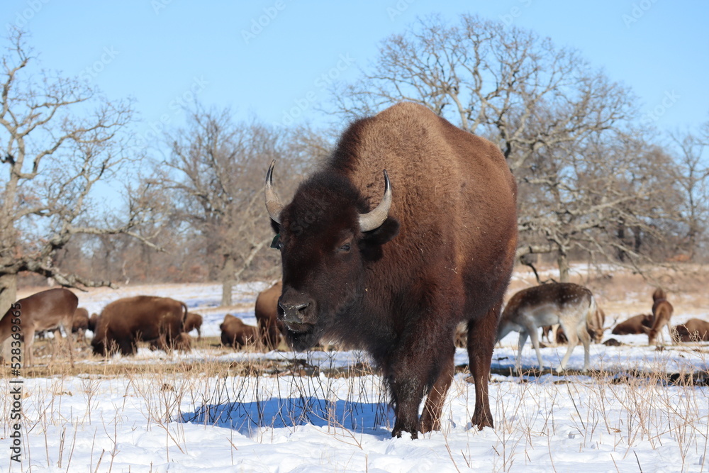 bison in the snow in winter