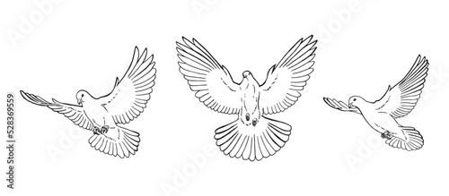 Set of dove outline. Line art style isolated. Hand drawn vector illustration.