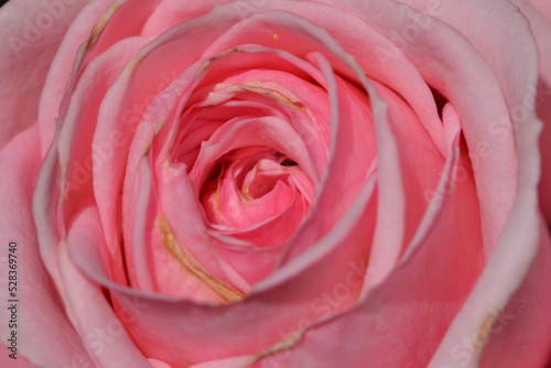 Pink rose close up flower