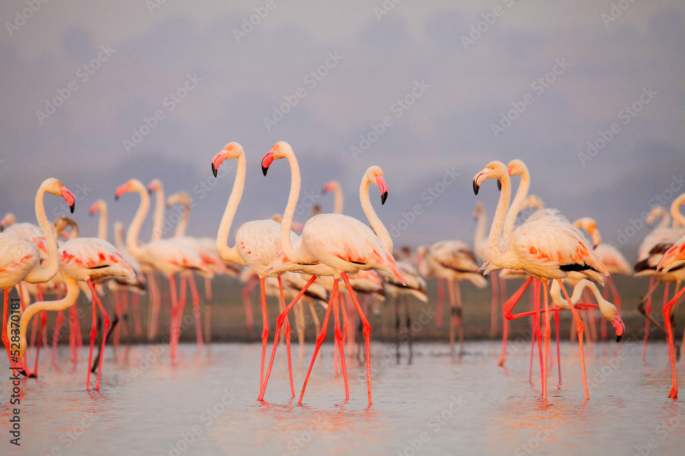 Obraz premium Greater flamingo, Phoenicopterus roseus, Satara, Maharashtra, India