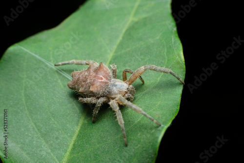 Orb weaver spider species, Satara, Maharashtra, India