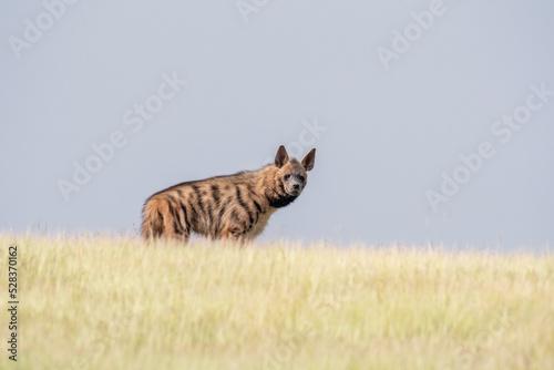 Striped hyena, Hyaena hyaena, Satara, Maharashtra, India photo