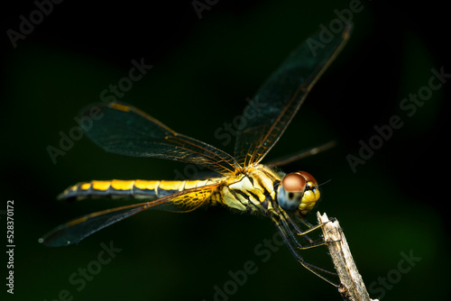 Yellow skimmer dragonfly, Pantala flavescens, Satara, Maharashtra, India