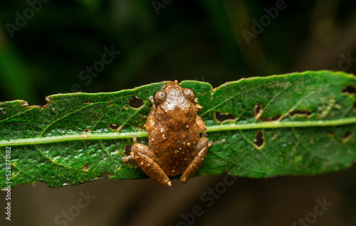 Raorchestes ghatei common name Ghate's shrub frog is a species of shrub frogs endemic Western Ghats of Maharashtra, Satara, Maharashtra, India