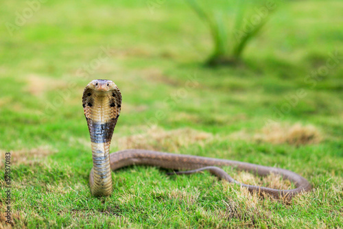 Monocled cobra, Naja kaouthia, also called monocellate cobra, or Indian spitting cobra, is a venomous cobra species widespread across South and Southeast Asia, photo