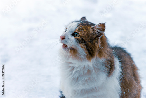 calico cat sitting on the snow © vectorass