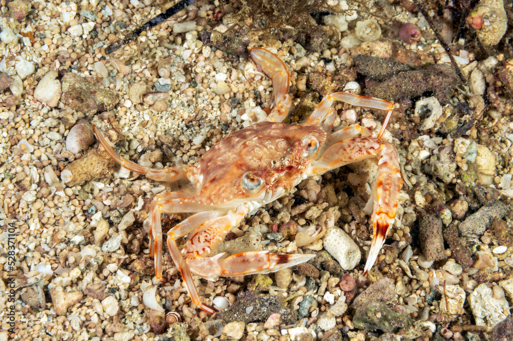 Swimming Crab, Portunus sp, Raja Ampat Indonesia.