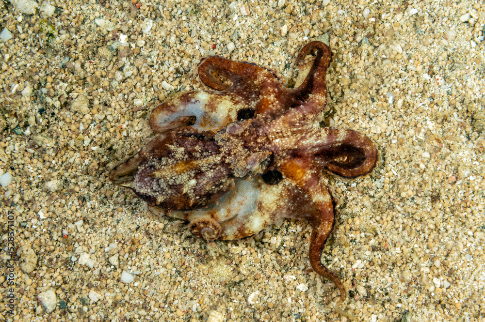 Poison Ocellate Octopus, Amphioctopus siamensis, Raja Ampat Indonesia.