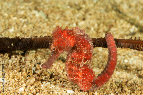 Sea horse, Hippocampus kuda, Raja Ampat Indonesia. photo