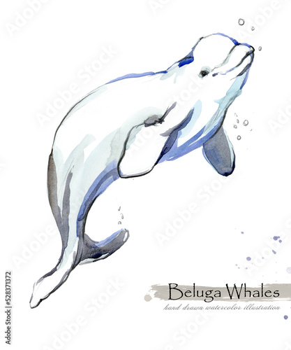 Fotografia, Obraz Beluga Whale isolated on white watercolor illustration